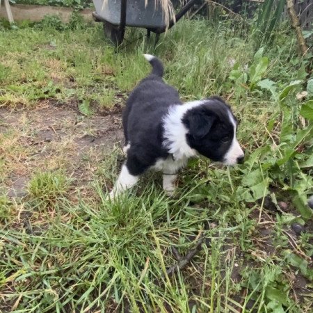 Border Collie