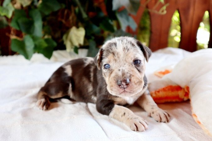 Catahoula Leopárdkutya