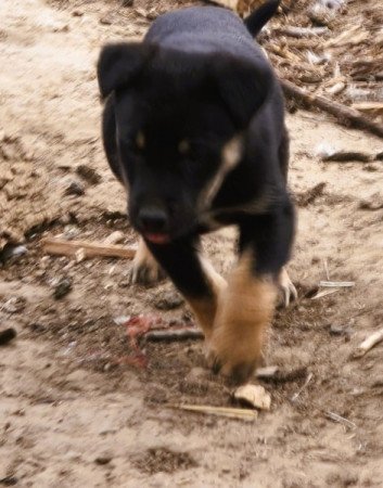 Rottweiler