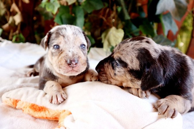 Catahoula Leopárdkutya