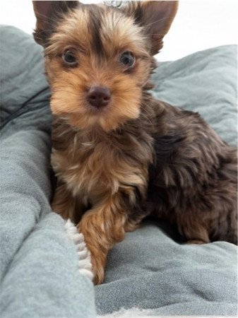 Yorkshire Terrier