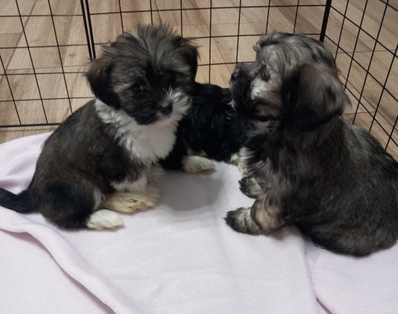 Bichon Havanese