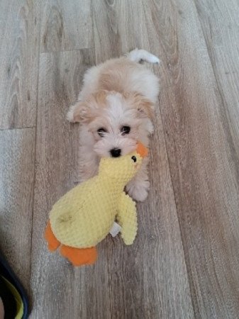 Bichon havanese