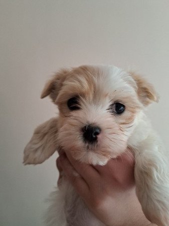 Bichon havanese