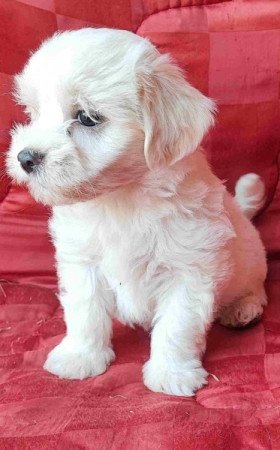 Bichon havanese