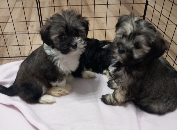 Bichon Havanese