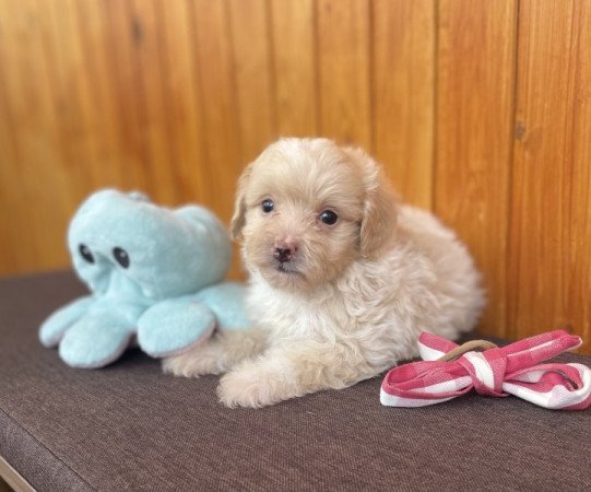 Maltipoo