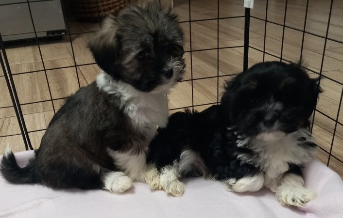 Bichon Havanese