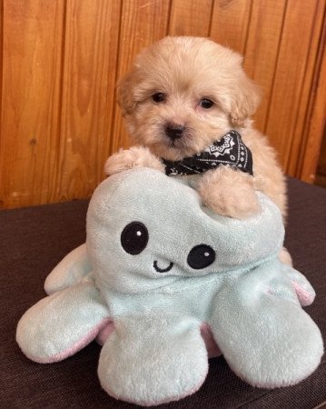 Maltipoo