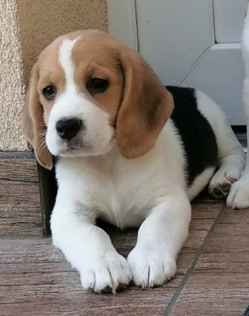 Beagle