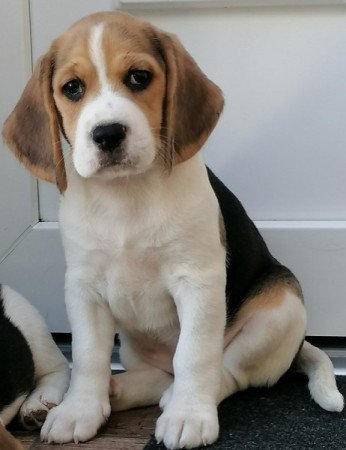 Beagle