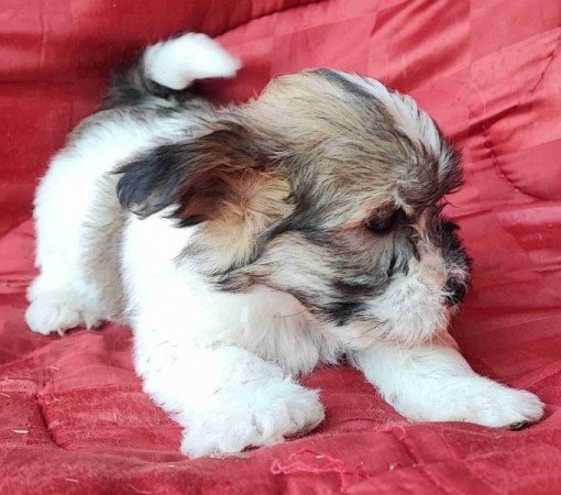 Bichon havanese