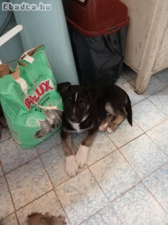 Eladó husky keverék