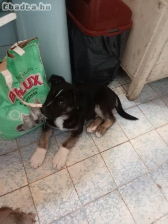 Eladó husky keverék