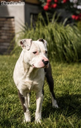 Amerikai staffordshire terrier-Ingyen