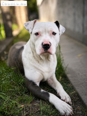 Amerikai staffordshire terrier-Ingyen