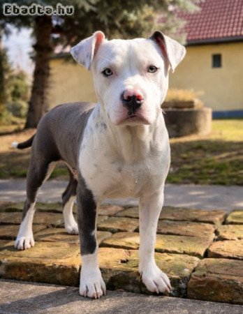 Amerikai staffordshire terrier-Ingyen