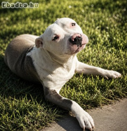 Amerikai staffordshire terrier-Ingyen