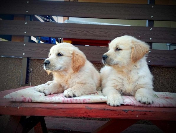 Golden retriever