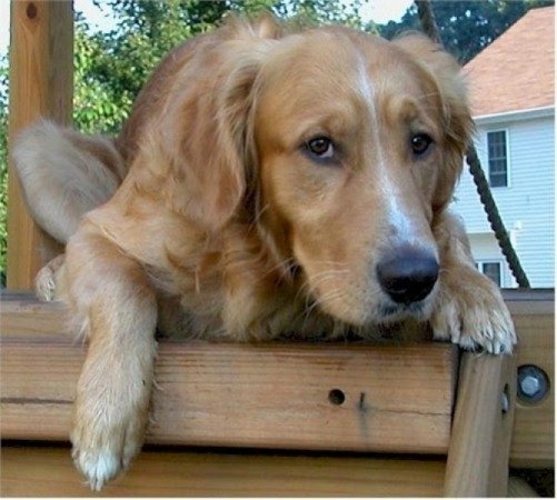 Golden retriever