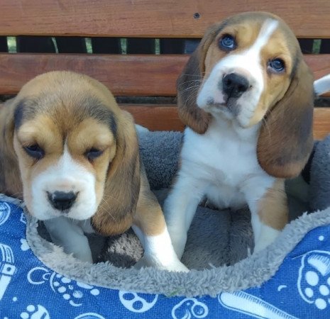 Beagle