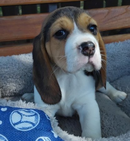 Beagle