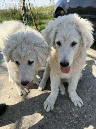 Kuvasz kiskutya