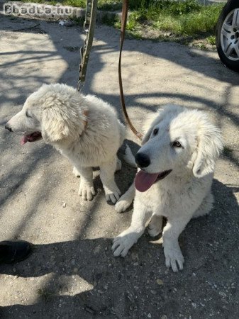 Kuvasz kiskutya