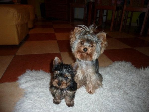 yorkshire terrier