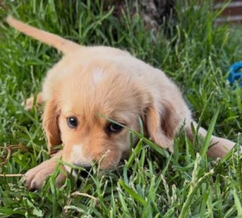 Golden retriever