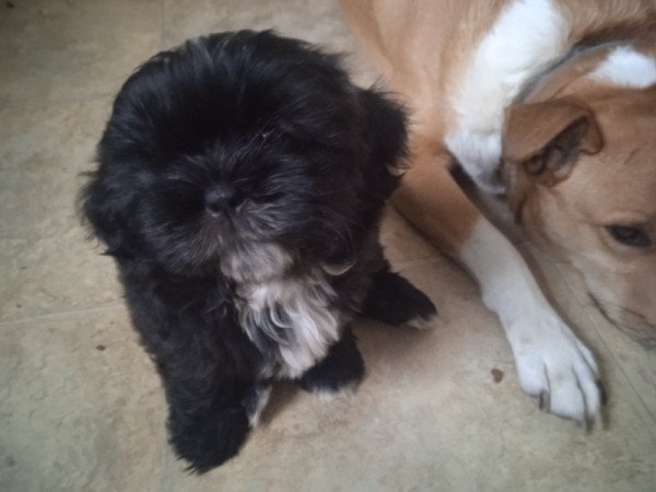shi tzu