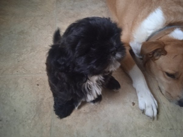 shi tzu