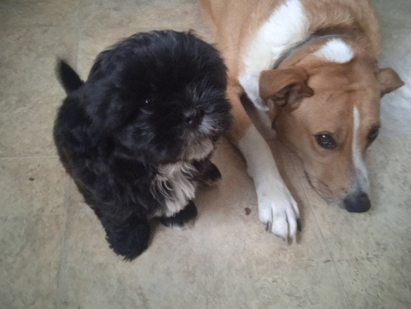 shi tzu