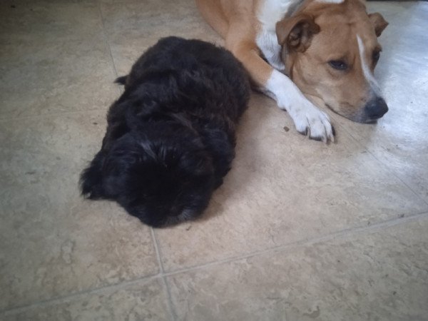 shi tzu