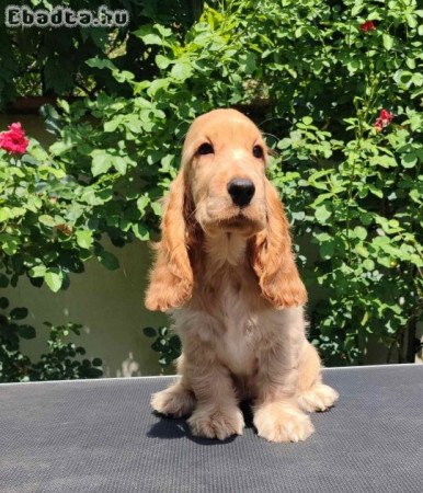 English Cocker Spaniel