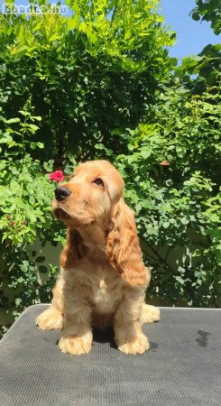 English Cocker Spaniel