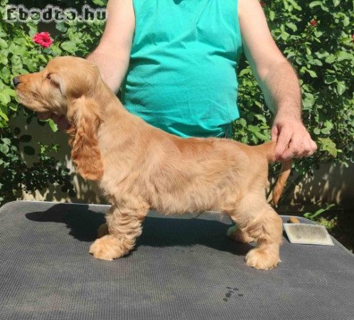 English Cocker Spaniel