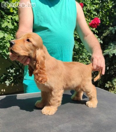 English Cocker Spaniel