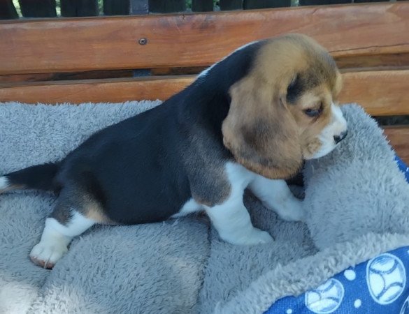 Beagle