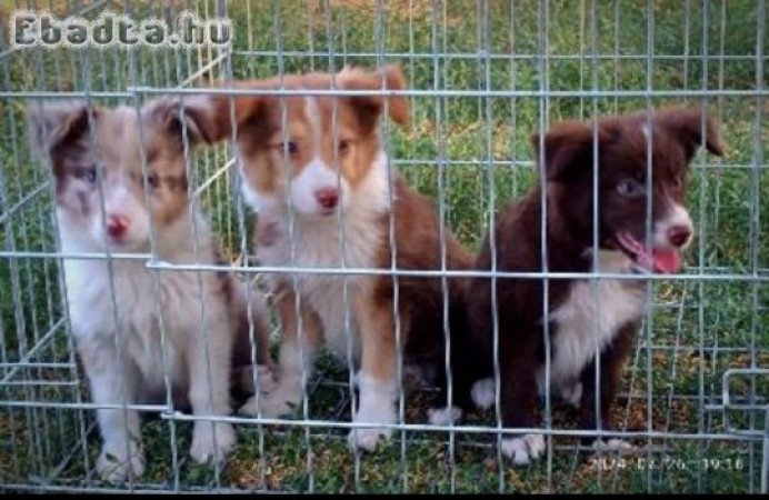 Gyönyörű szép Border Collie