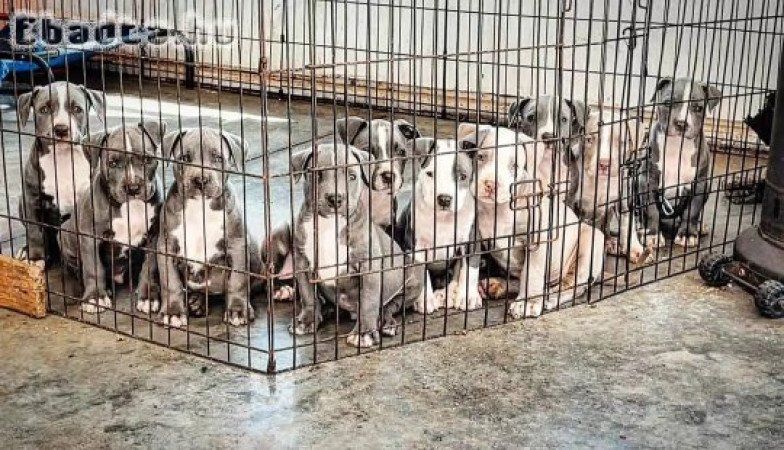 Pitbulls for sale to good homes