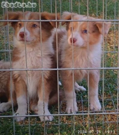 Gyönyörű szép Border Collie