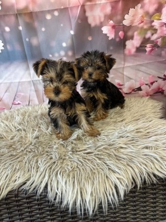 Yorkshire terrier