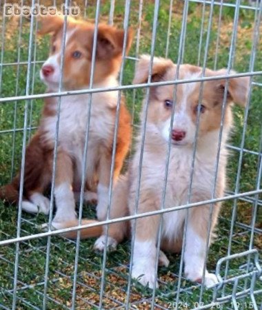 Gyönyörű szép Border Collie