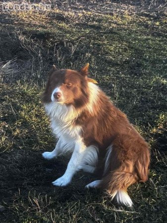 Gyönyörű szép Border Collie