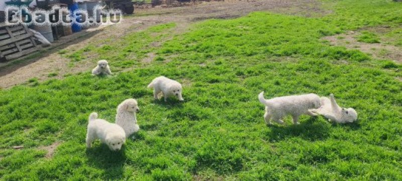 Kuvasz kiskutyák eladók