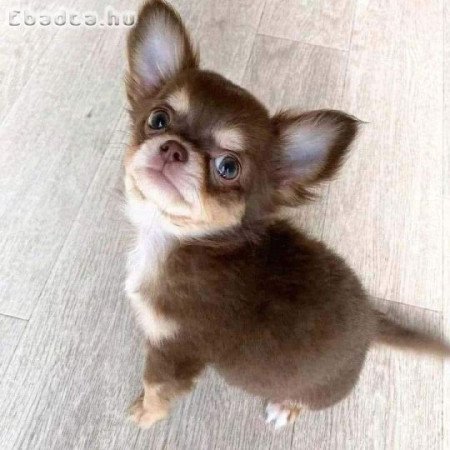 Pure breed registered chihuahua puppies for sale
