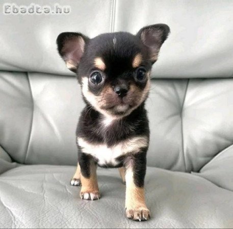 Pure breed registered chihuahua puppies for sale