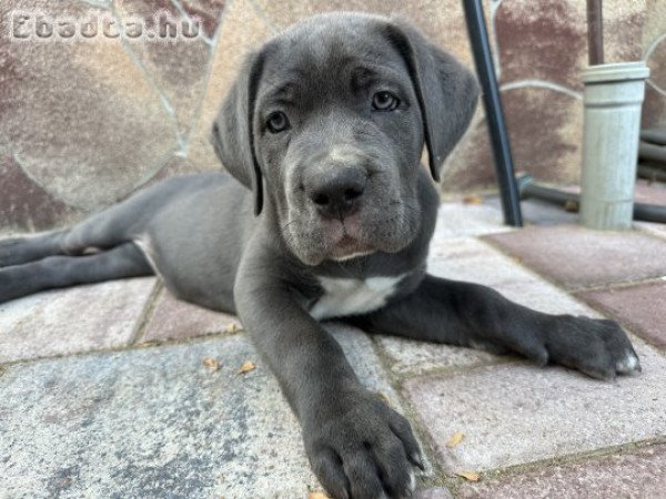 Cane Corso