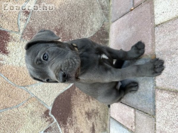 Cane Corso